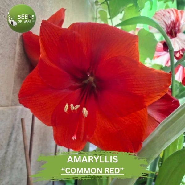 Amaryllis "COMMON RED" 10 Seeds | Hippeastrum Red Flower Seeds | Tall Giant Blooms | Rare Perennial Garden Flower