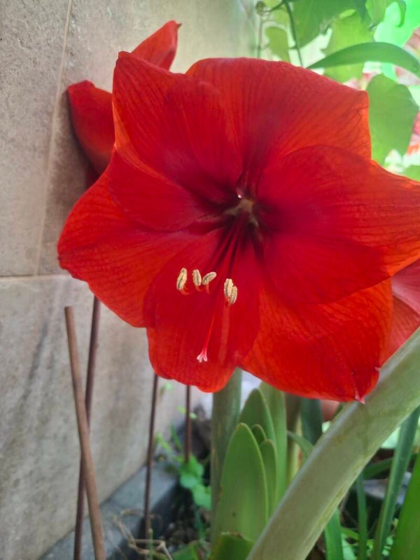 Amaryllis "COMMON RED" 10 Seeds | Hippeastrum Red Flower Seeds | Tall Giant Blooms | Rare Perennial Garden Flower