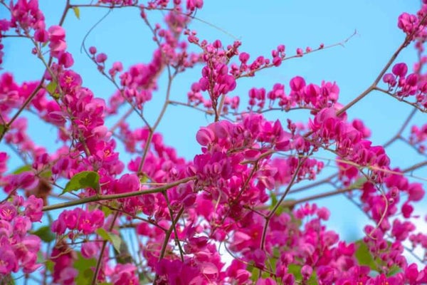 Antigonon leptopus, coral vine, mexican creeper, queen's wreath, chain of hearts, 20 fresh seeds February 2023