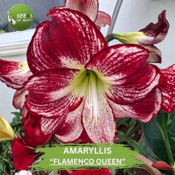 Hippeastrum, Amaryllis "FLAMENCO QUEEN". 10 fresh seeds