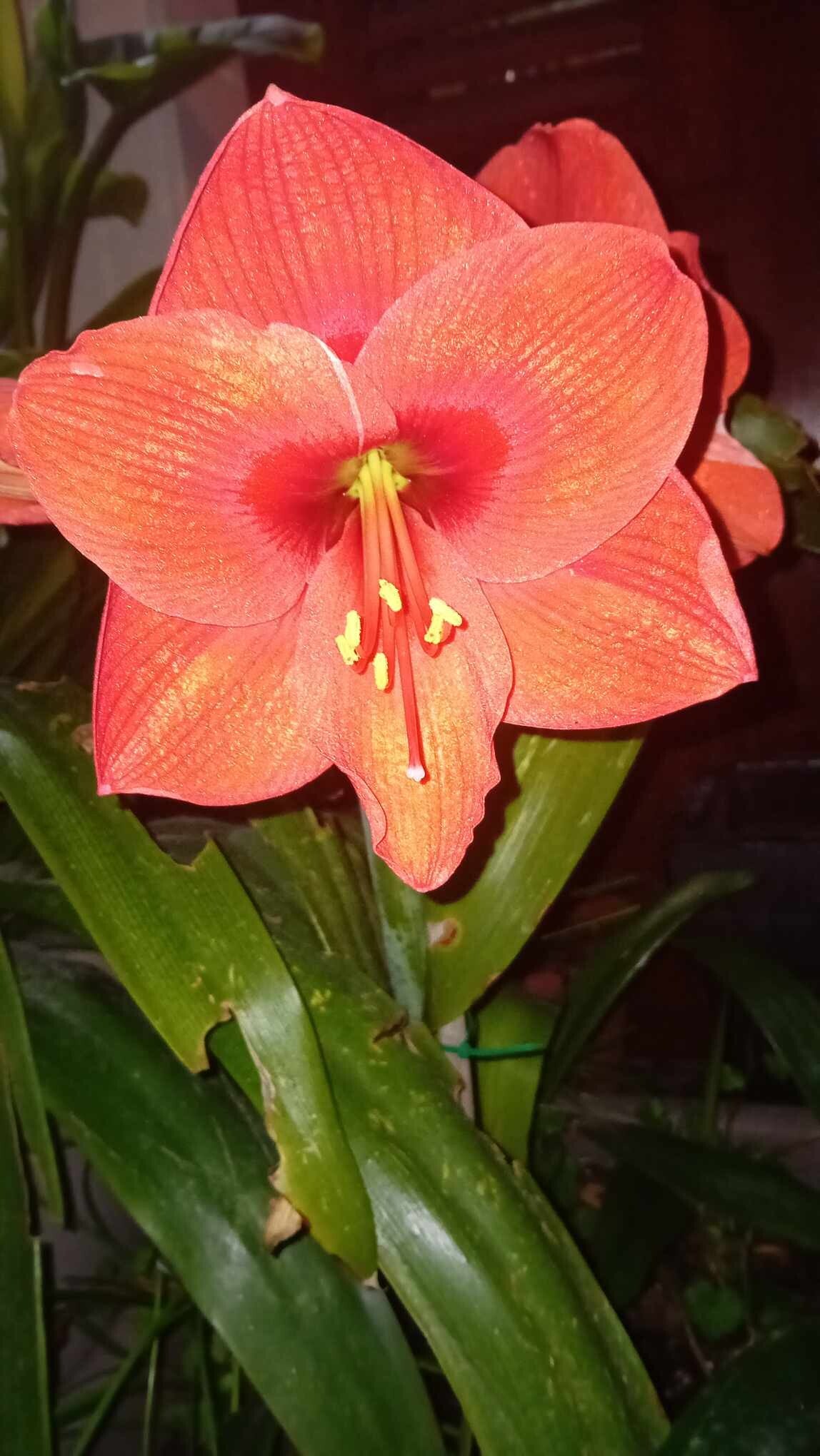 Hippeastrum, Amaryllis, very rare variety Gold Medal! 10 seeds