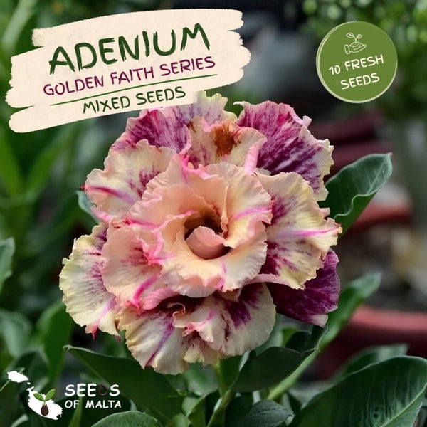 Adenium Obesum, Desert rose, Multi petal Golden Faith series mix, 10 seeds
