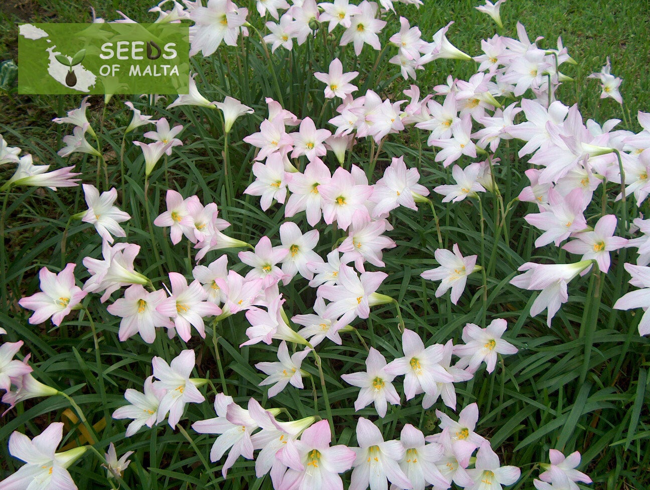 Zephyranthes robusta, Habranthus robustus, Brazilian copperlily