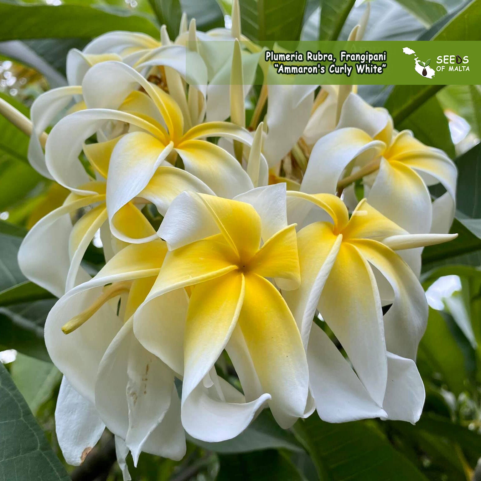 Plumeria Rubra, Frangipani 