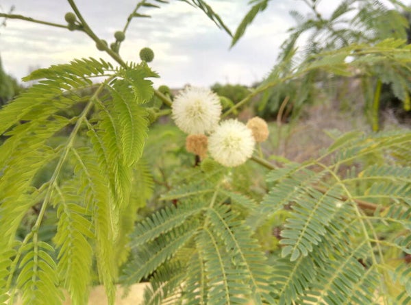 Leucaena leucocephala, River Tamarind, Jumbie bean, Ipil-Ipil, 20-100 seeds