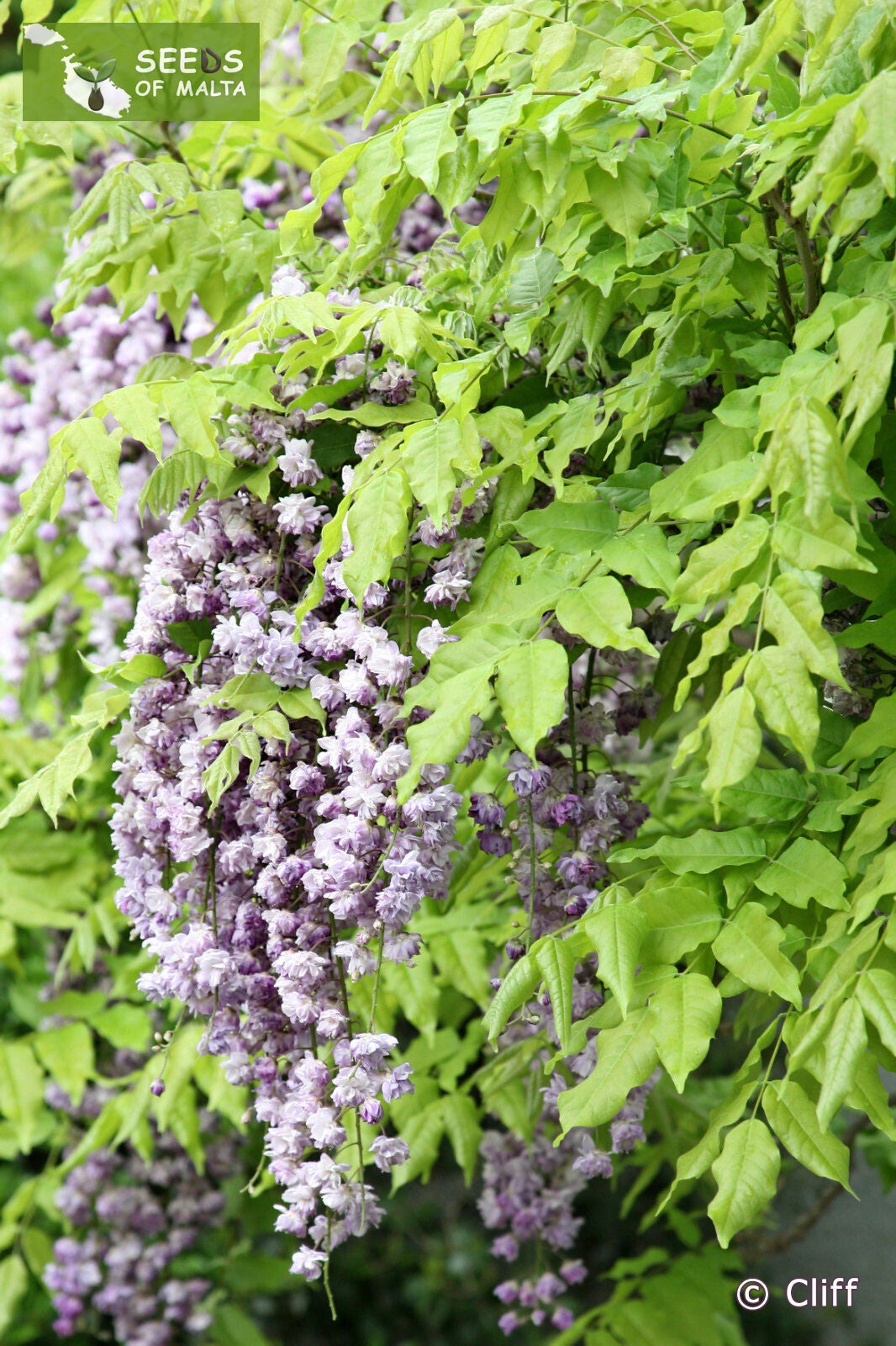 期間限定値下げ!早い者勝ち! FLORAE JAPONICAE FAMILIAE 期間限定値下げ!早い者勝ち! FLORAE JAPONICAE