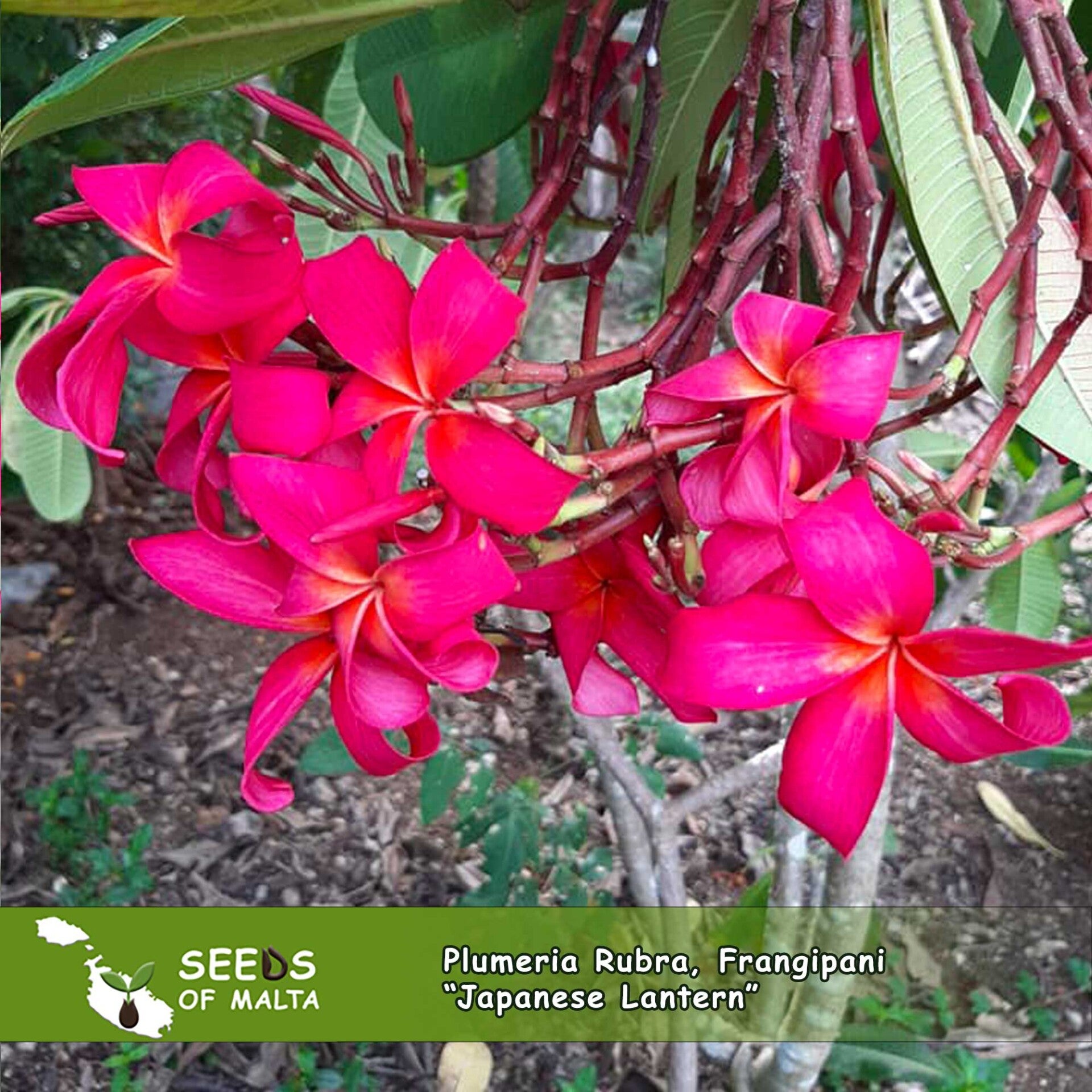 Plumeria Rubra, Frangipani 21 different varieties from Thailand