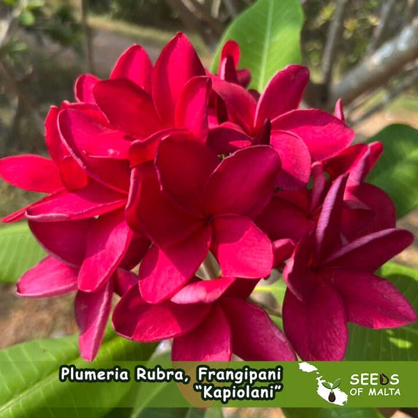 Plumeria Rubra, Frangipani "Kapiolani." 5 fresh seeds from Thailand.