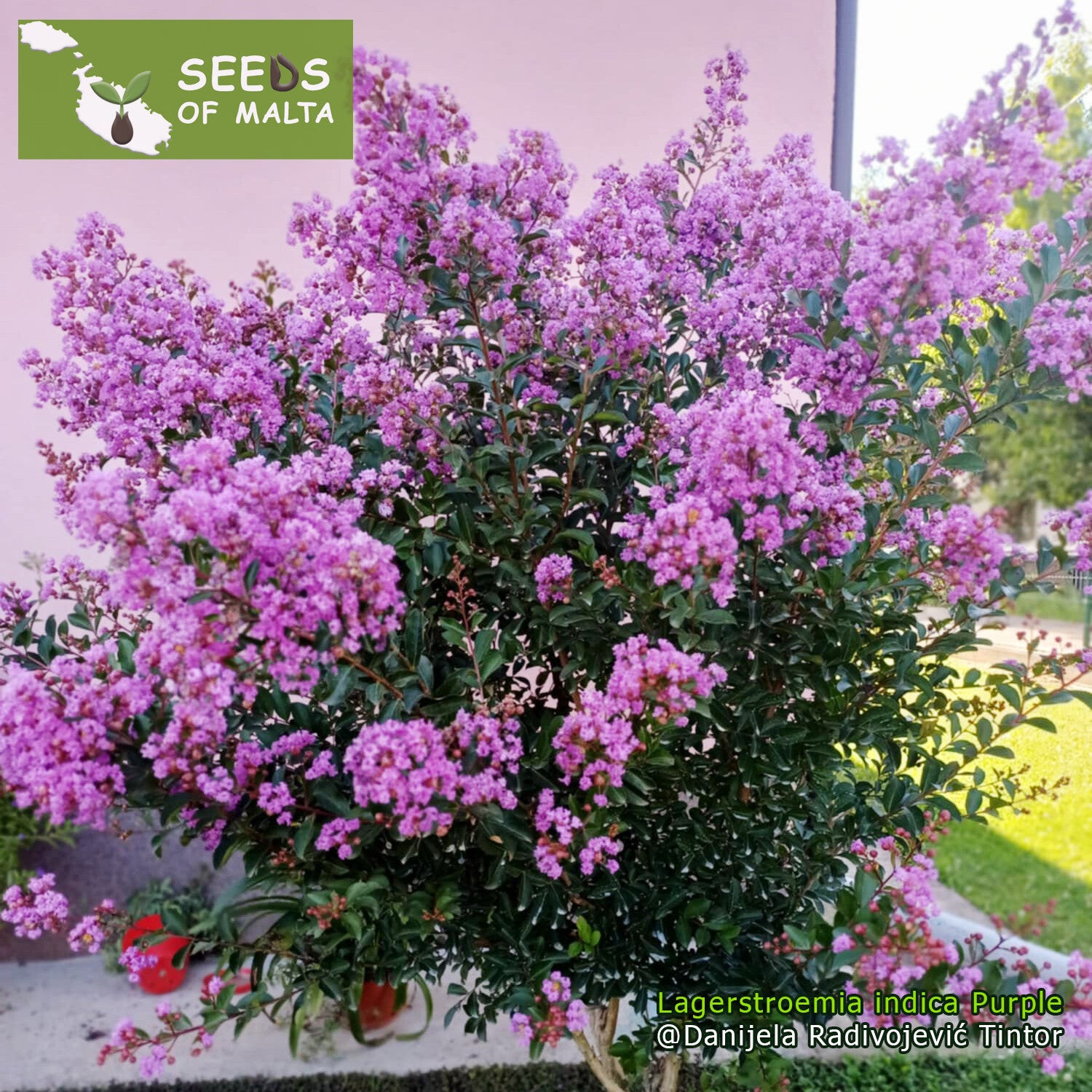 Lagerstroemia indica, Crepe myrtle Purple, Fast growing shrub or tree, 30 fresh seeds November 24