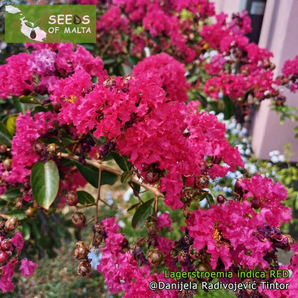 Lagerstroemia indica, Crepe myrtle Red, Fast growing shrub or tree, 30 fresh seeds November 24