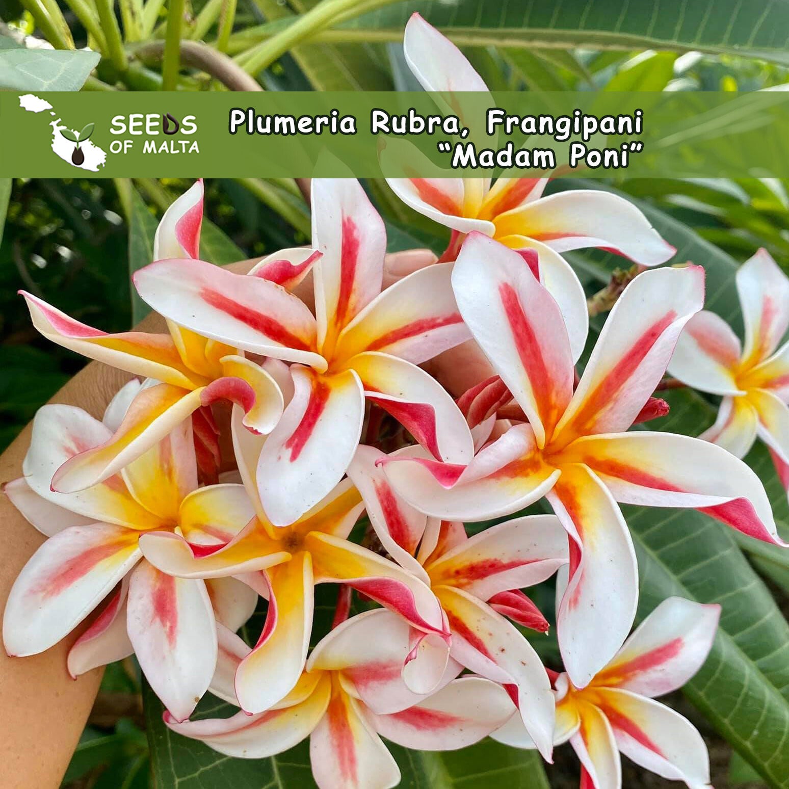 趣味・スポーツ・実用 The Exotic Plumeria Volume 1 趣味・スポーツ・実用 The Exotic Plumeria Volume 1