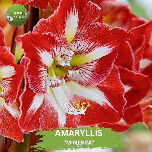 Hippeastrum, Amaryllis "MINERVA". 10 fresh seeds