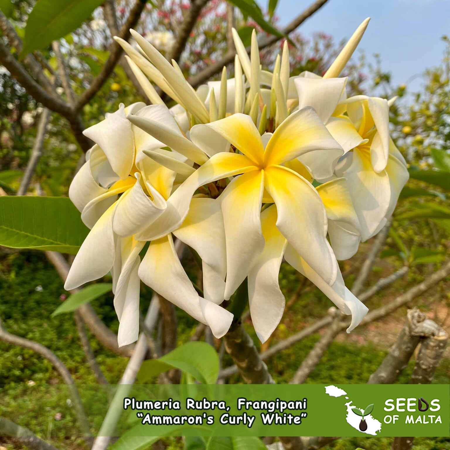 Plumeria Rubra, Frangipani 
