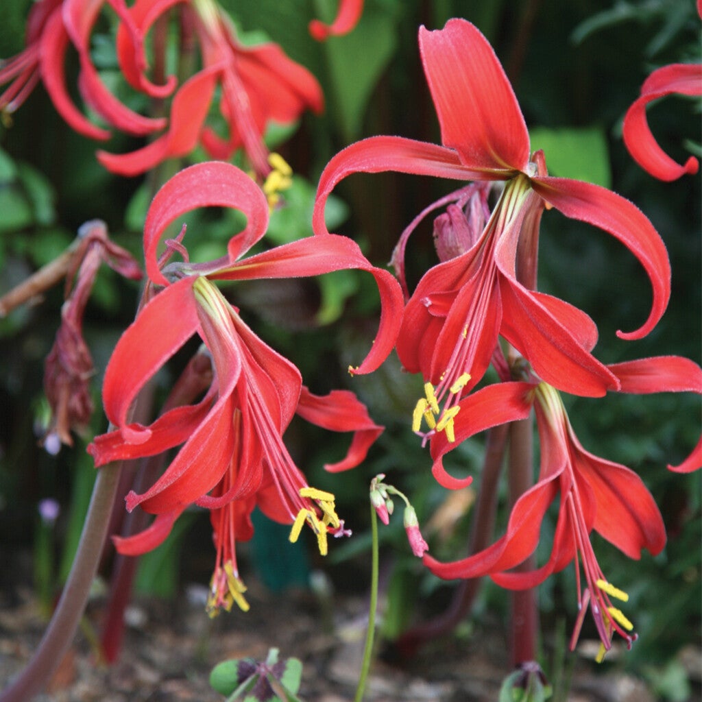 Sprekelia formosissima, Aztec lily, Jacobean lily, Amaryllis Sprekelia formosissima, Aztec lily, Jacobean lily, Amaryllis