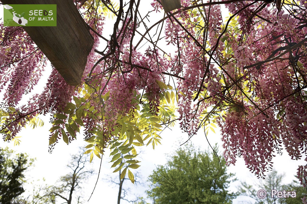 Wisteria floribunda Rosea, Pink Japanese wisteria, 10-50 fresh seeds 2023 |  Seeds of Malta