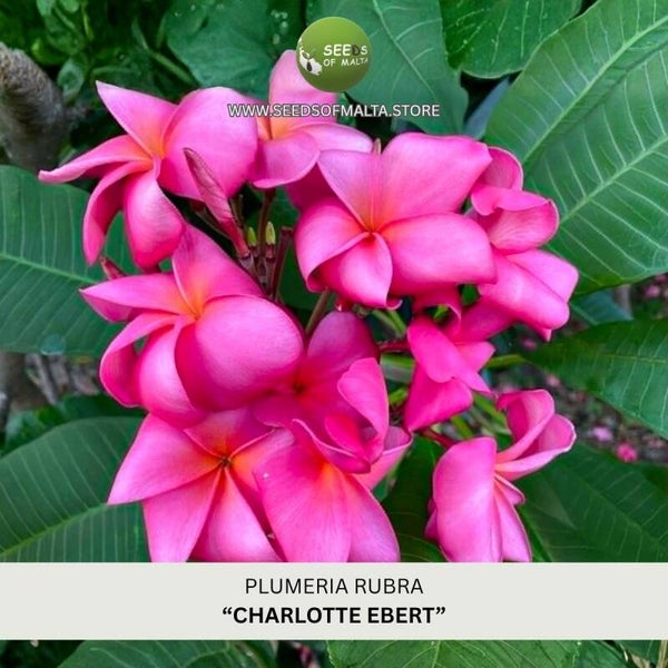 Fragrant Plumeria Rubra Seeds, Exotic Frangipani "Charlotte Ebert" 5 Fresh Seeds