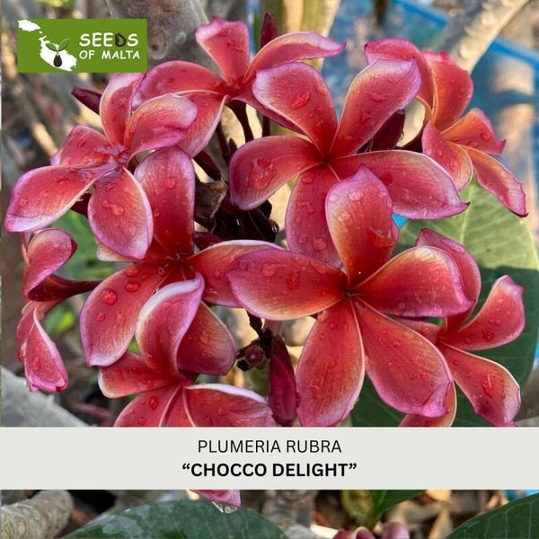 Plumeria Rubra, Frangipani "Chocco Delight", 5 seeds