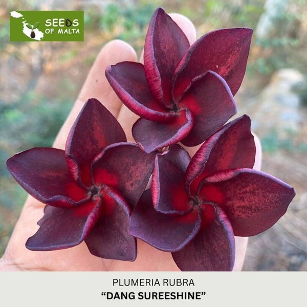 Plumeria Rubra, Frangipani "Dang Sureeshine", 5 seeds