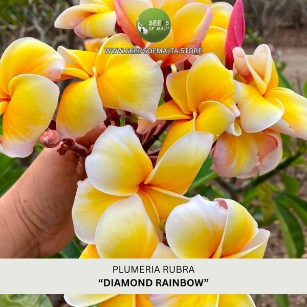 Fragrant Plumeria Rubra Seeds, Exotic Frangipani "DIAMOND RAINBOW" 5 Fresh Seeds
