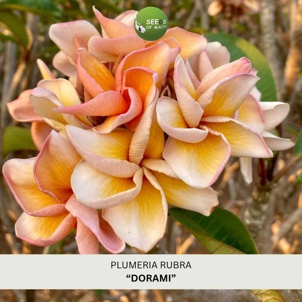 Plumeria Rubra, Frangipani "Dorami", 5 seeds