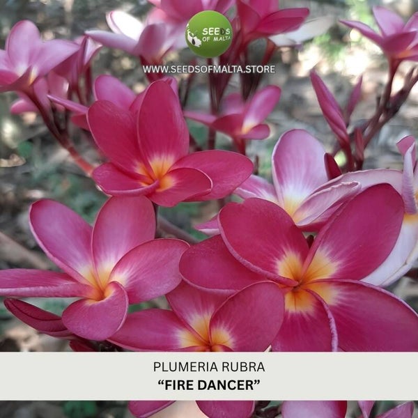 Fragrant Plumeria Rubra Seeds, Exotic Frangipani "FIRE DANCER" 5 Fresh Seeds