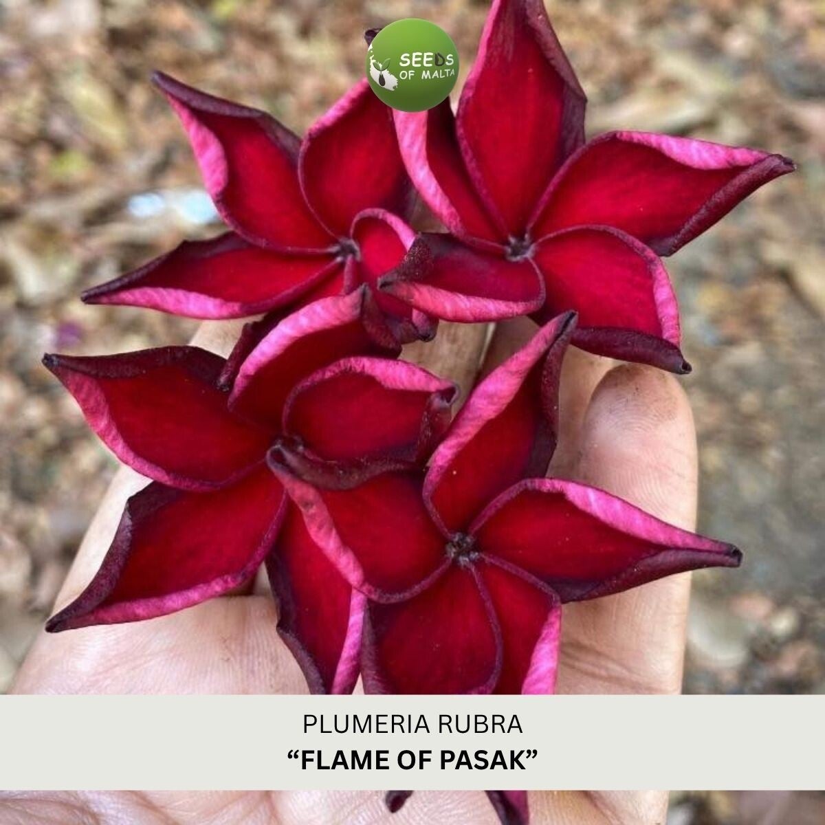 Plumeria Rubra, Frangipani "Flame of Pasak", 5 seeds