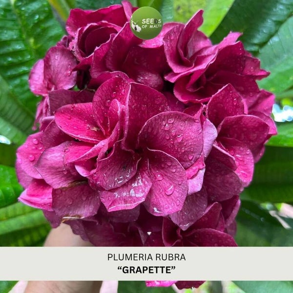 Plumeria Rubra, Frangipani "Grapette", 5 seeds