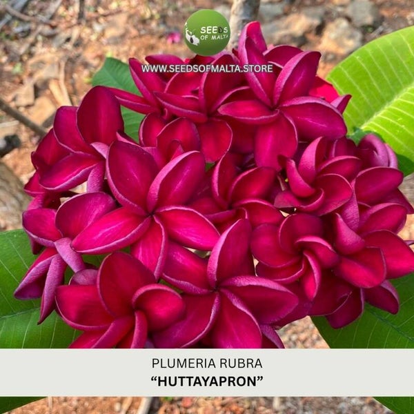 Fragrant Plumeria Rubra Seeds, Exotic Frangipani "HUTTAYAPRON" 5 Fresh Seeds