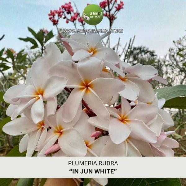 Plumeria Rubra, Frangipani "In Jun White", 5 fresh seeds