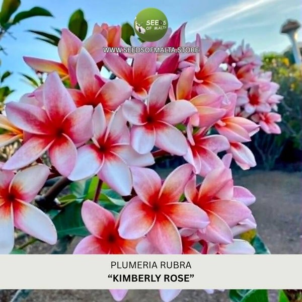 Fragrant Plumeria Rubra Seeds, Exotic Frangipani "KIMBERLY ROSE" 5 Fresh Seeds