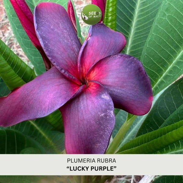 Plumeria Rubra, Frangipani "Lucky Purple", 5 seeds