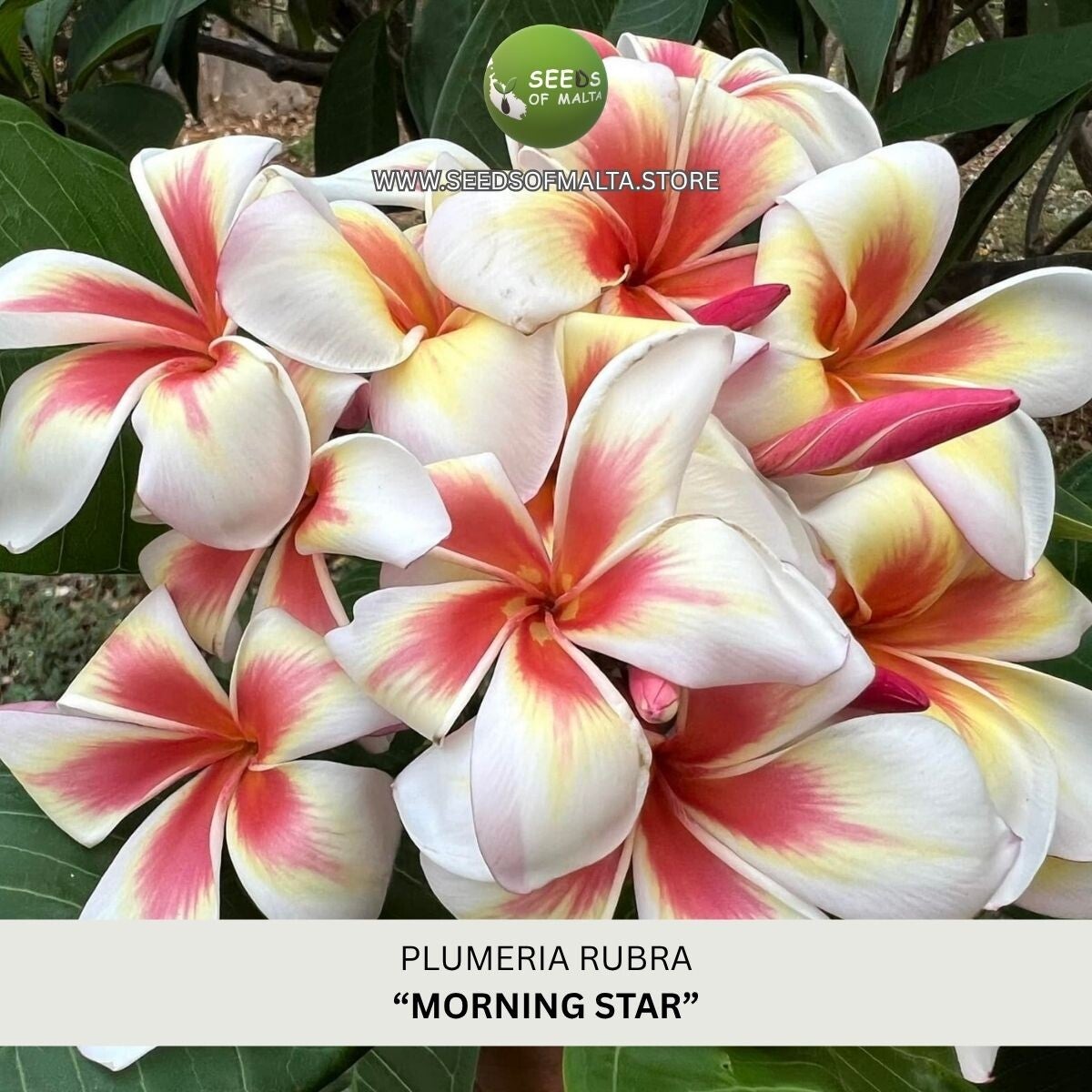 Plumeria Rubra, Frangipani "Morning Star", 5 seeds