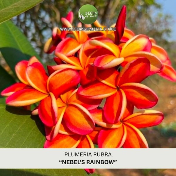 Fragrant Plumeria Rubra Seeds, Exotic Frangipani "NEBEL'S RAINBOW" 5 Fresh Seeds
