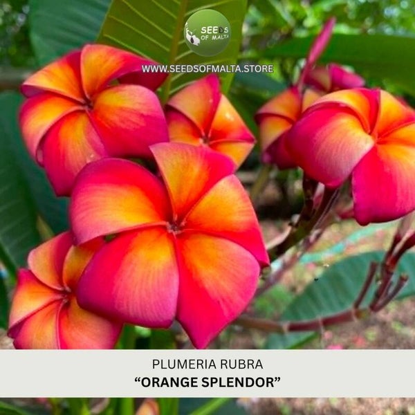 Fragrant Plumeria Rubra Seeds, Exotic Frangipani "ORANGE SPLENDOR" 5 Fresh Seeds