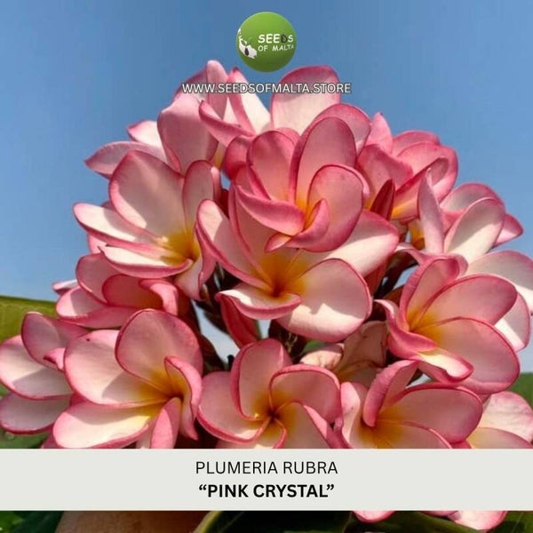 Plumeria Rubra, Frangipani "Pink Crystal", 5 seeds