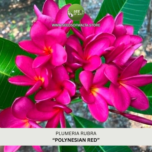 Fragrant Plumeria Rubra Seeds, Exotic Frangipani "POLYNESIAN RED" 5 Fresh Seeds