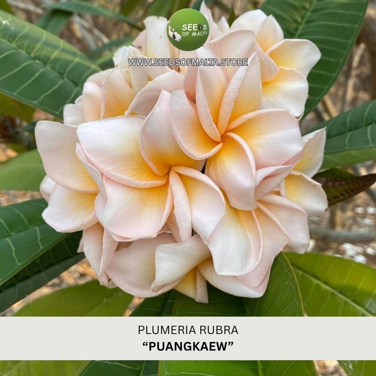 Plumeria Rubra, Frangipani "Puangkaew", 5 seeds