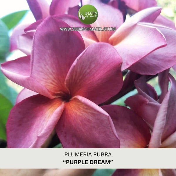 Fragrant Plumeria Rubra Seeds, Exotic Frangipani "PURPLE DREAM" 5 Fresh Seeds