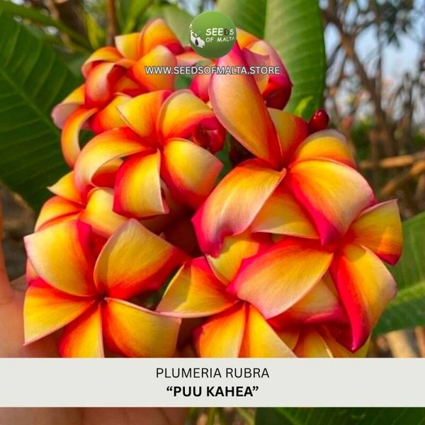 Fragrant Plumeria Rubra Seeds, Exotic Frangipani "PUU KAHEA" 5 Fresh Seeds