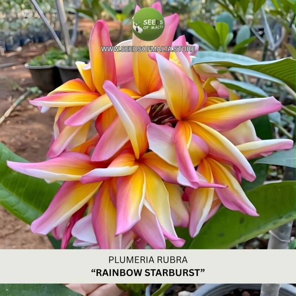 Fragrant Plumeria Rubra Seeds, Exotic Frangipani "RAINBOW STARBURST" 5 Fresh Seeds