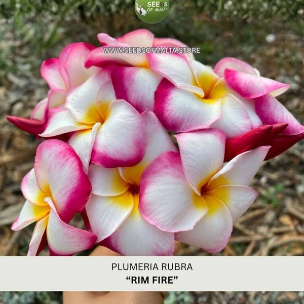 Fragrant Plumeria Rubra Seeds, Exotic Frangipani "RIM FIRE" 5 Fresh Seeds