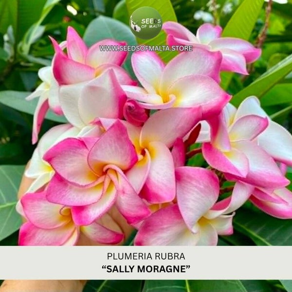 Fragrant Plumeria Rubra Seeds, Exotic Frangipani "SALLY MORAGNE" 5 Fresh Seeds