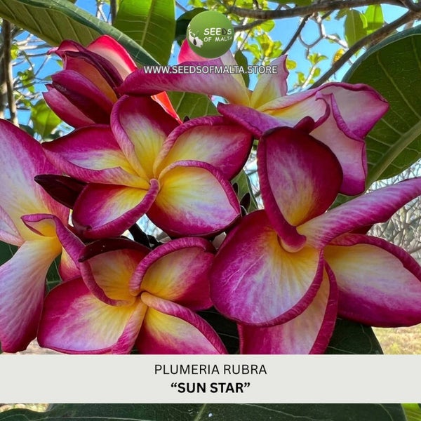 Fragrant Plumeria Rubra Seeds, Exotic Frangipani "SUN STAR" 5 Fresh Seeds