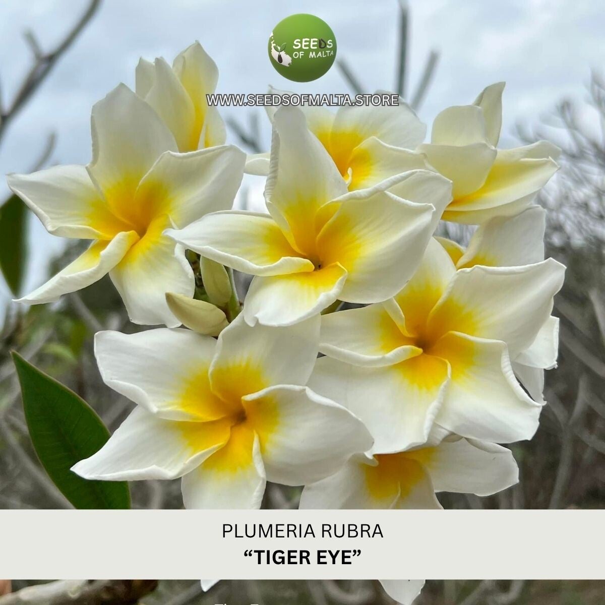 Plumeria Rubra, Frangipani "Tiger Eye", 5 seeds