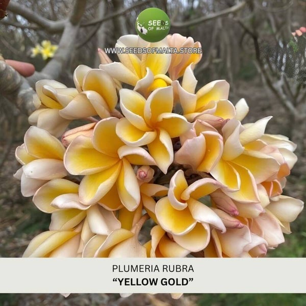 Fragrant Plumeria Rubra Seeds, Exotic Frangipani "YELLOW GOLD" 5 Fresh Seeds