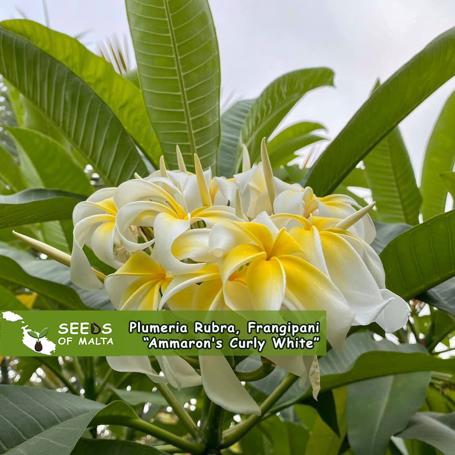 Plumeria Rubra, Frangipani 