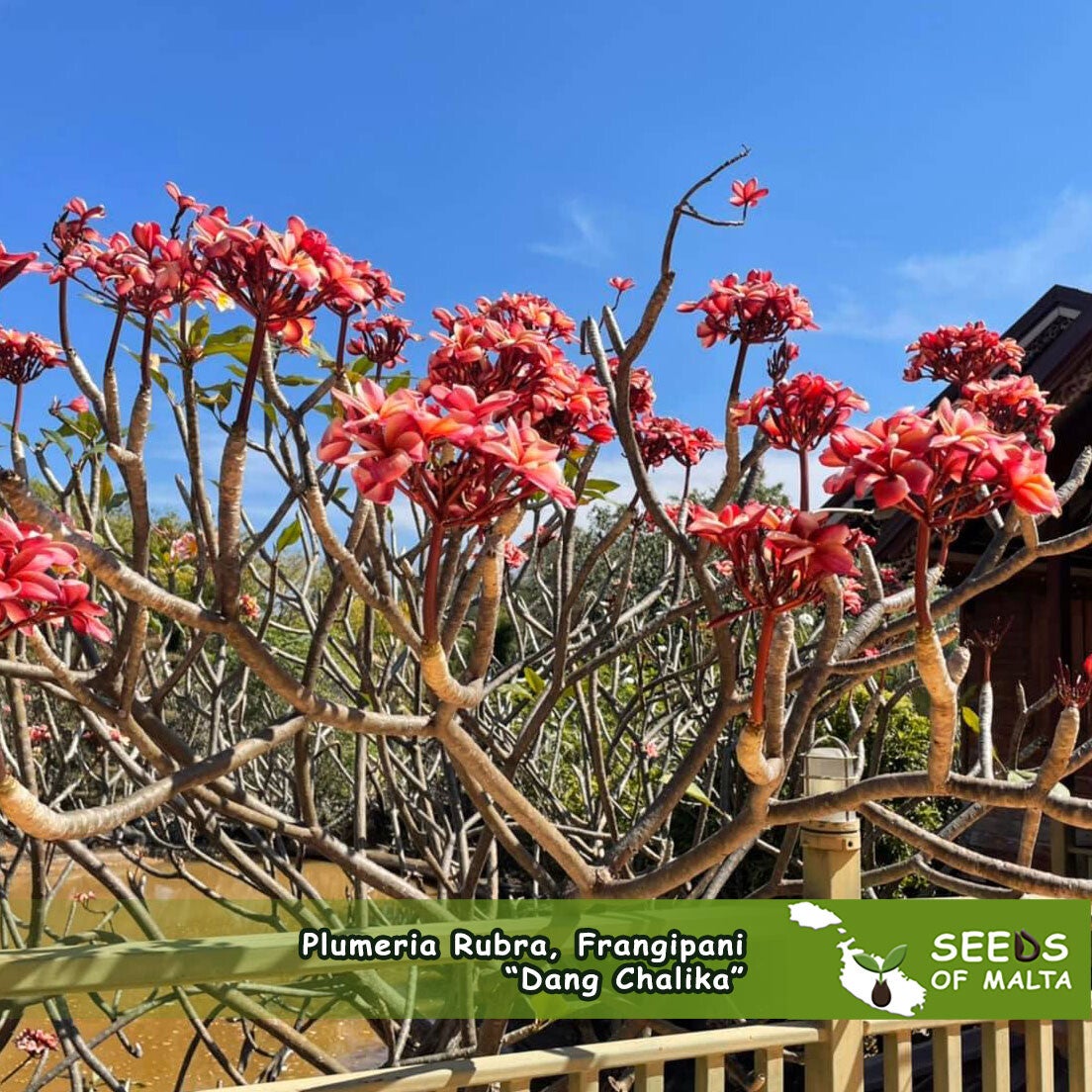 Plumeria Rubra, Frangipani 