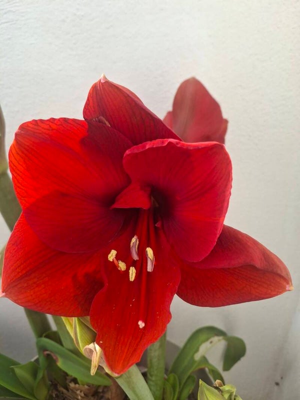 Amaryllis "HORIZON" 10 Seeds | Hippeastrum Red Flower Seeds | Tall Giant Blooms | Rare Perennial Garden Flower