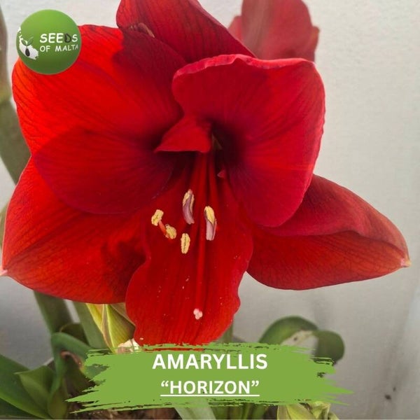 Amaryllis "HORIZON" 10 Seeds | Hippeastrum Red Flower Seeds | Tall Giant Blooms | Rare Perennial Garden Flower