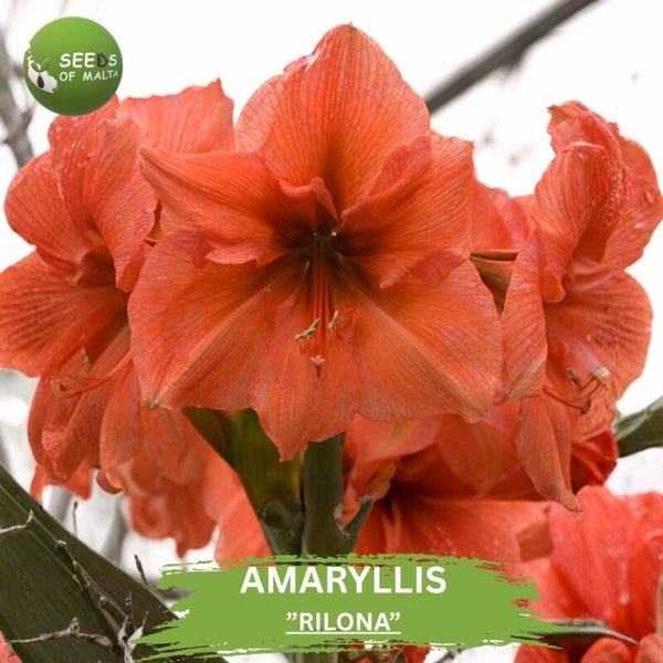 Amaryllis "Rilona' 10 Seeds | Private collection | Hippeastrum Salmon Peach Flower Seeds | Giant Lily Blooms | Rare Perennial Garden